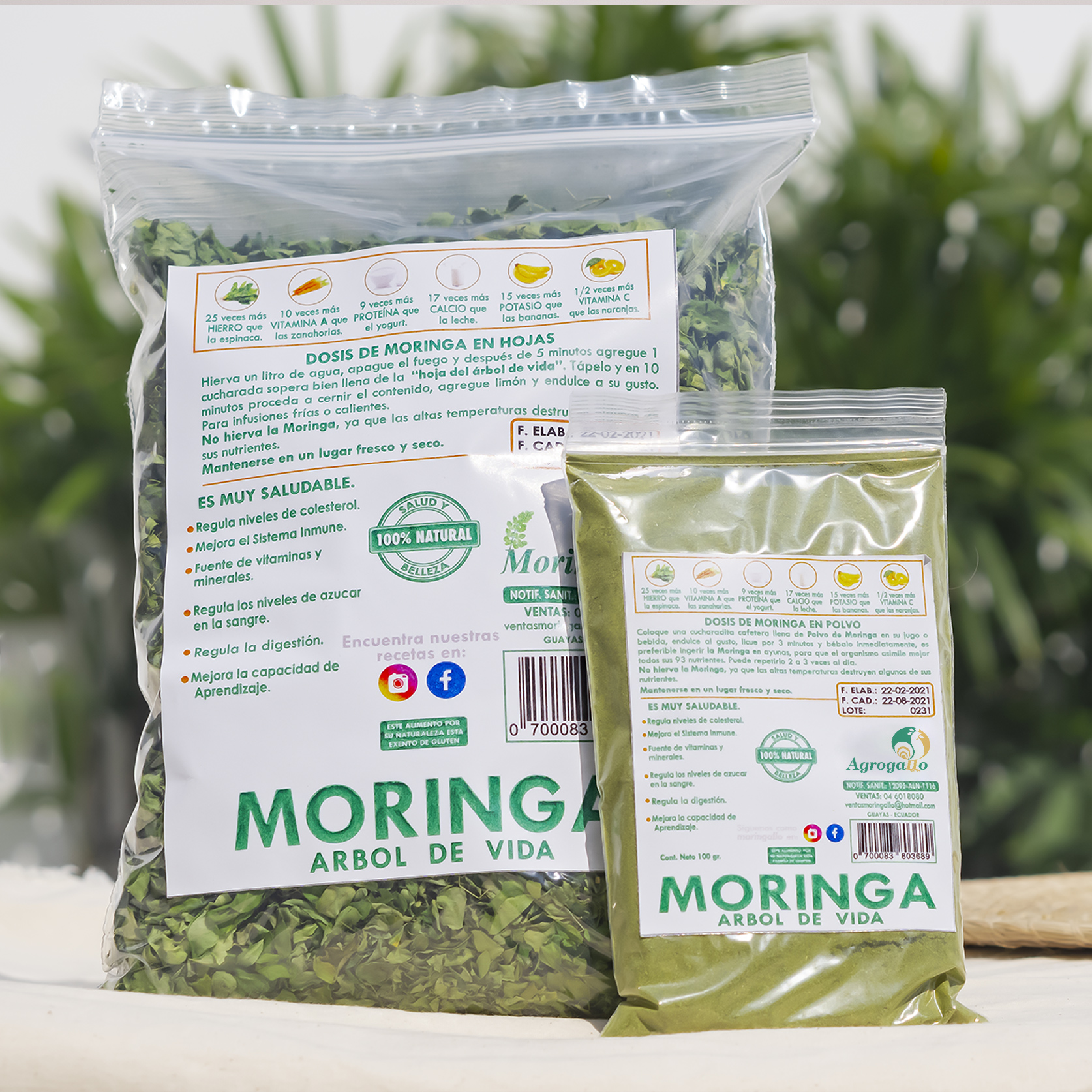 moringa-3.jpg