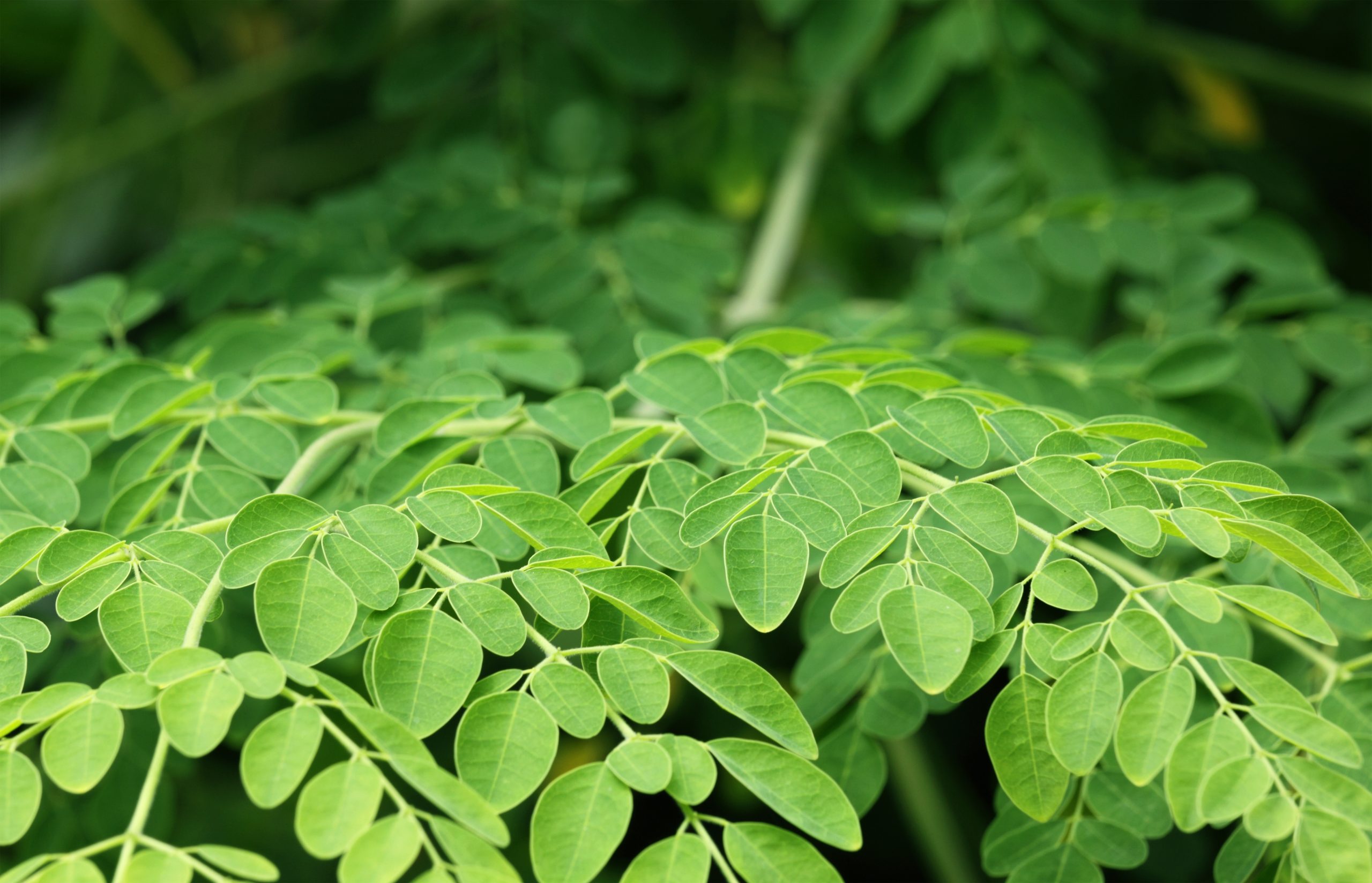 moringa-scaled.jpeg