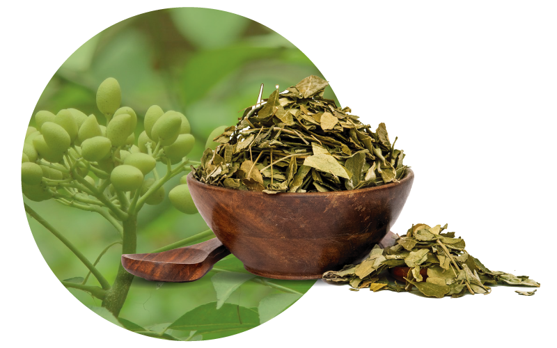 neem-pin.png